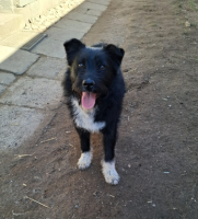 Adopter  chien : Alladin