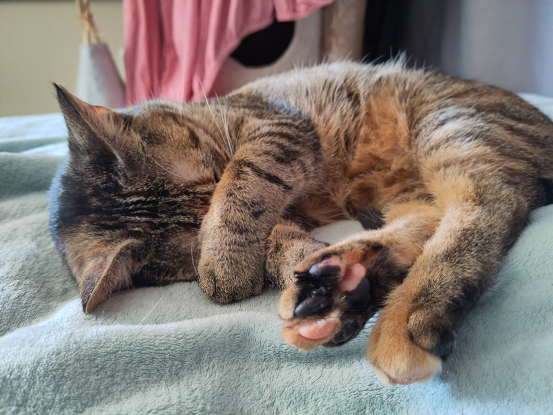 Adopter Athéna
