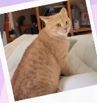 Adopter  chat : Peanut