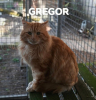 Gregor