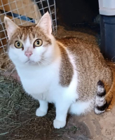 Adopter  chat : Misty