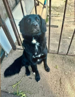 Adopter  chien : Astra