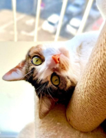 Adopter  chat : Marie thérèse