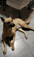 Adopter  chien : Mira
