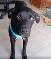 Adopter  chien : Darkos