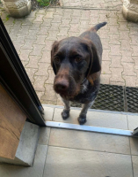 Adopter  chien : Saya