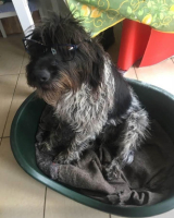 Adopter  chien : Judie