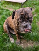 Adopter  chien : Viking