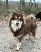 Adopter  chien : Noah