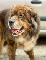 Adopter  chien : Rex