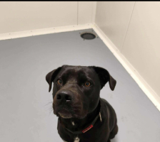 Adopter  chien : Sam