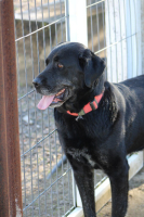 Adopter  chien : Pin