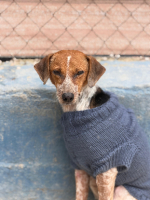 Adopter  chien : Alison