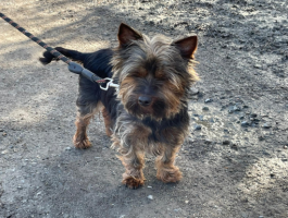 Adopter  chien : Pesto