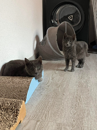 Adopter Boule et bill