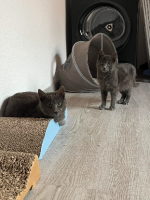 Adopter  chat : Boule et bill