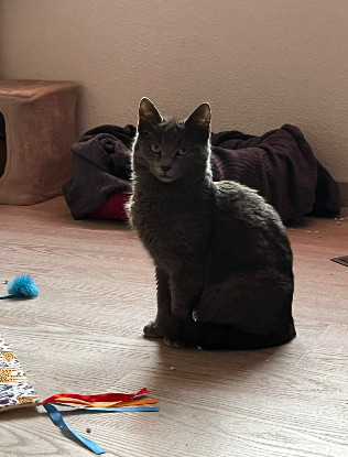 Adopter Boule et bill