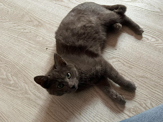 Adopter Boule et bill