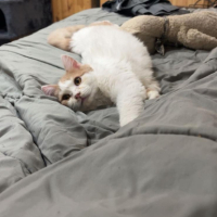 Adopter  chat : Onyx