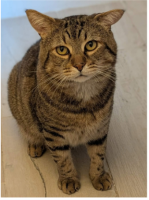 Adopter  chat : Fujiyama