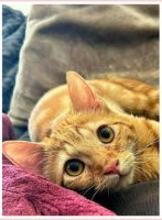 Adopter  chat : Gafie