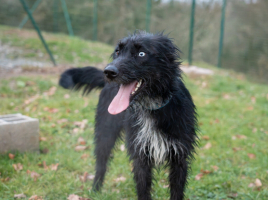 Adopter  chien : Diesel