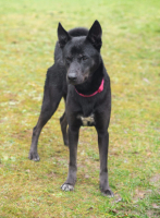 Adopter  chien : Rosco