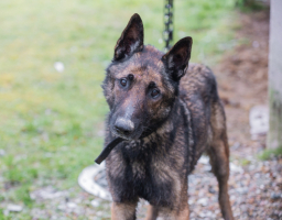 Adopter  chien : Taezon