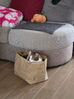 Adopter  chat : Almira