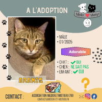 Adopter  chat : Aramis