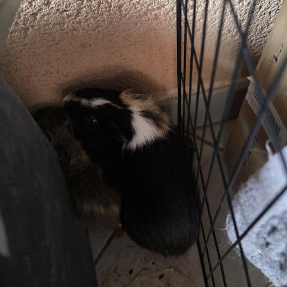 Adopter Karacof et arthur