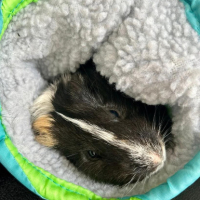 Adopter  NAC : Karacof et arthur