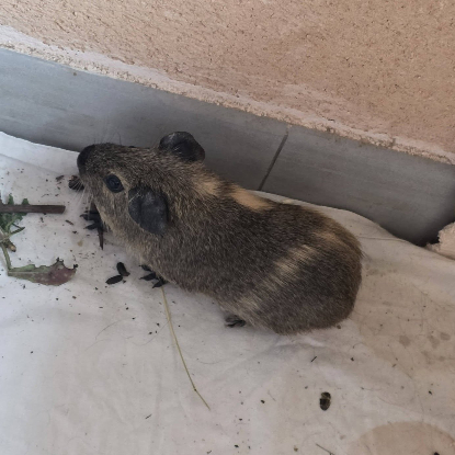 Adopter Karacof et arthur