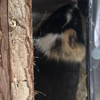 Adopter Karacof et arthur