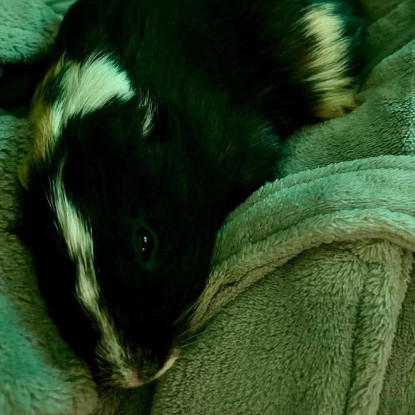 Adoption Karadoc et arthur