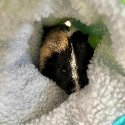 Adoption Karadoc et arthur