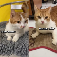 Adopter  chat : Macchu et pichu