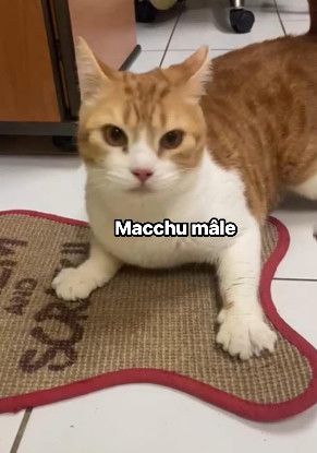 Adopter Macchu et pichu