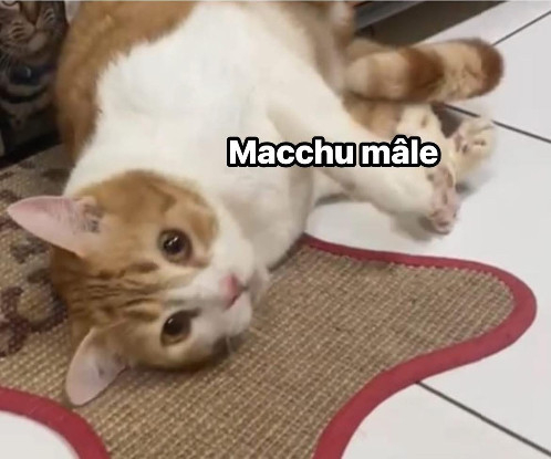 Adopter Macchu