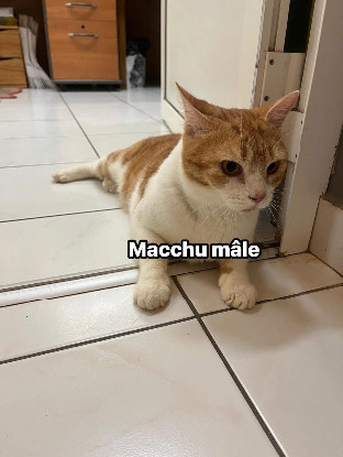 Adoption Macchu