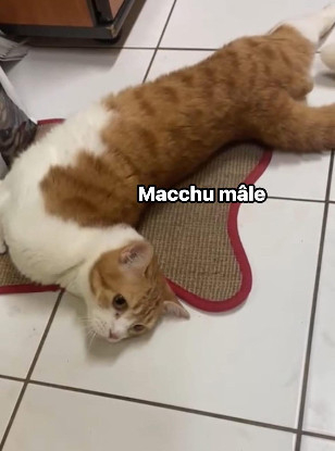 Adoption Macchu