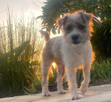 Adopter  chien : Miro