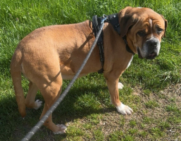 Adopter  chien : Neron