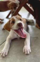 Adopter  chien : Owen