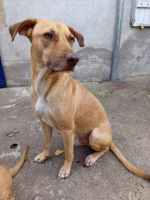 Adopter  chien : Fifi