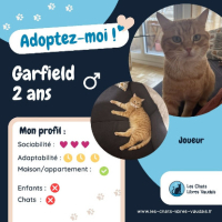 Adopter  chat : Garfield
