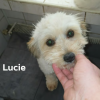 Lucie