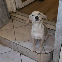 Adopter  chien : Karl