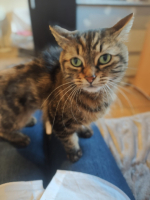 Adopter  chat : Rayah