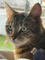 Adopter  chat : Endy